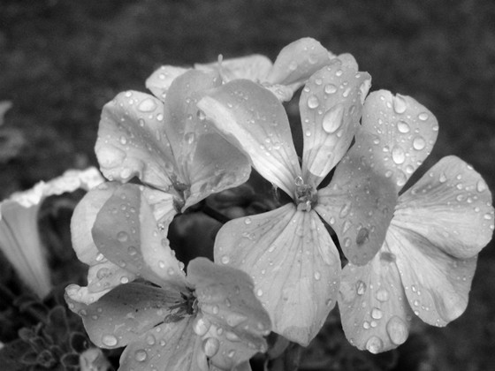 Black & Whites: Black & White Shots