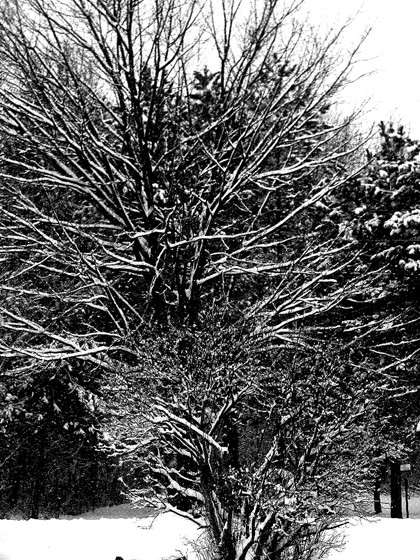 Black & Whites: Black & White Shots